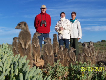 meerkat suricate meerkats suricates Meerkat Magic Tour at The Meerkat Magic Conservation Project with The Ungulungu group around Oudtshoorn, Western Cape, South Africa.